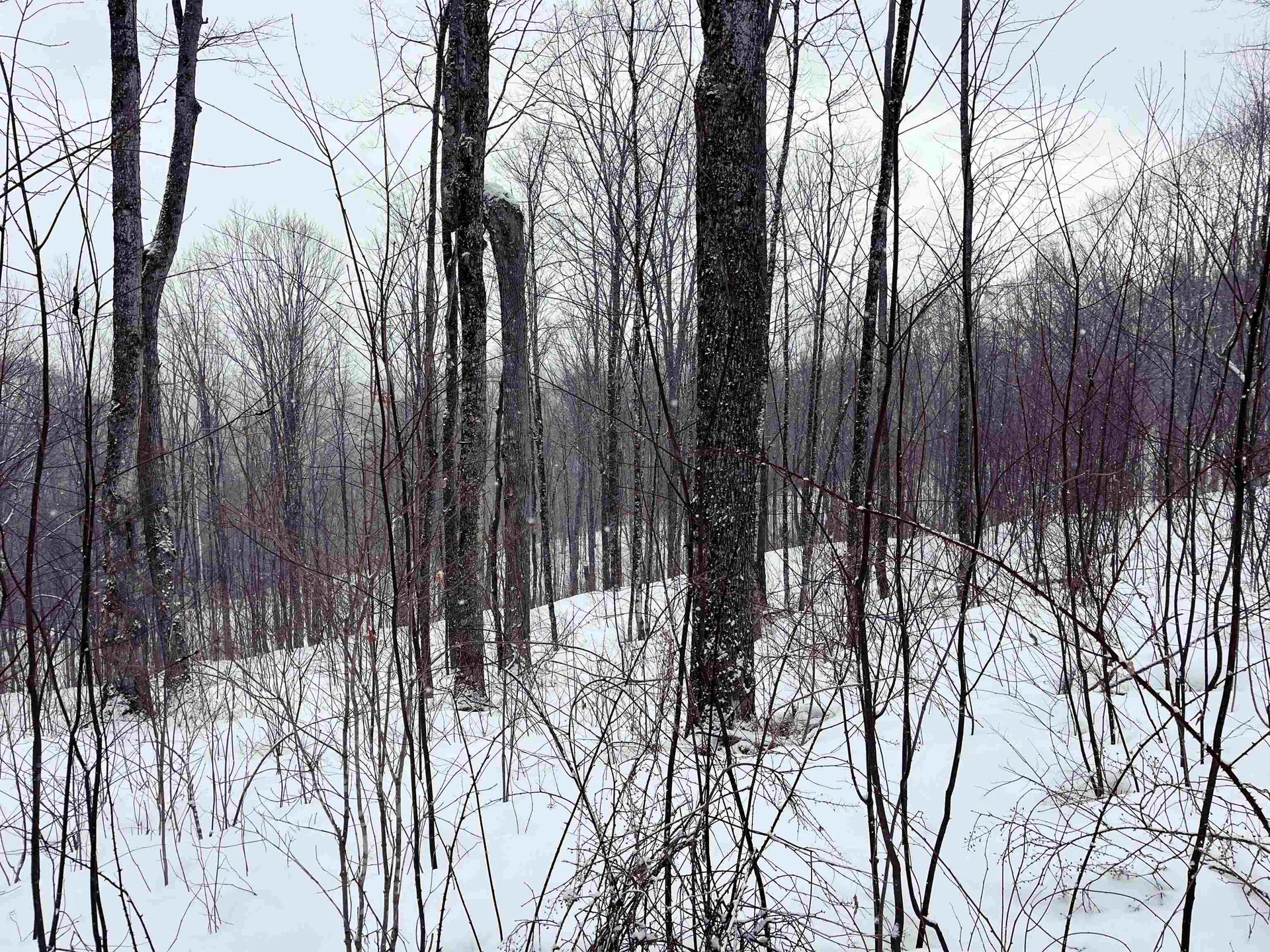 1275 Chesley Hill Road Wheelock VT 05851