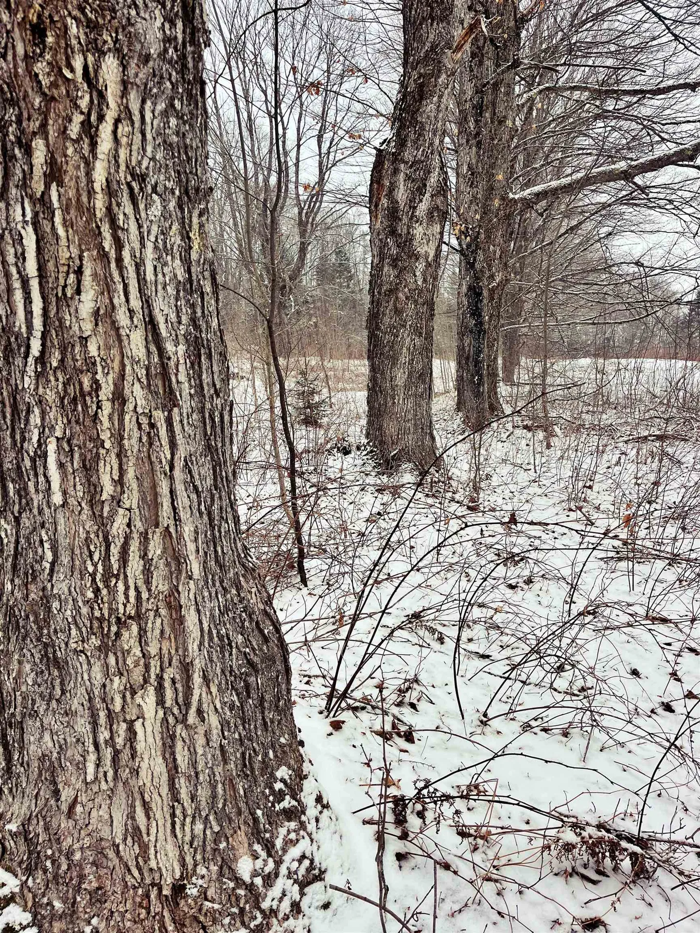 1275 Chesley Hill Road Wheelock VT 05851