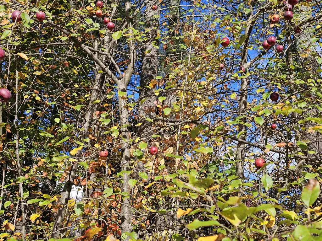 38 Pine Tree Hill Londonderry VT 05148