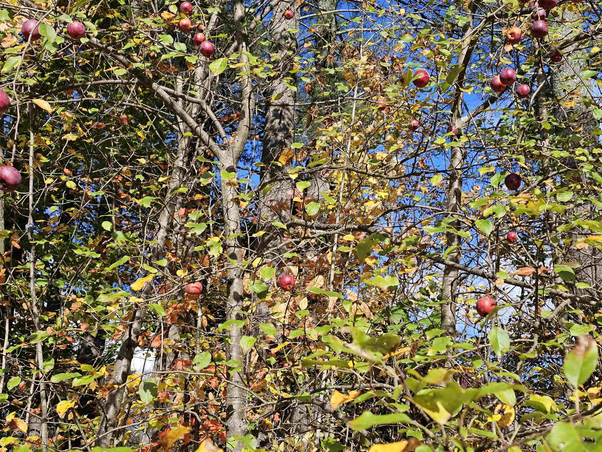 38 Pine Tree Hill Londonderry VT 05148