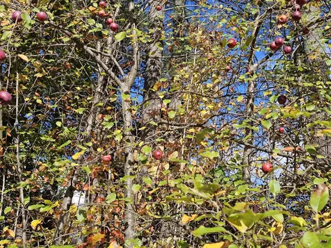 38 Pine Tree Hill Londonderry VT 05148