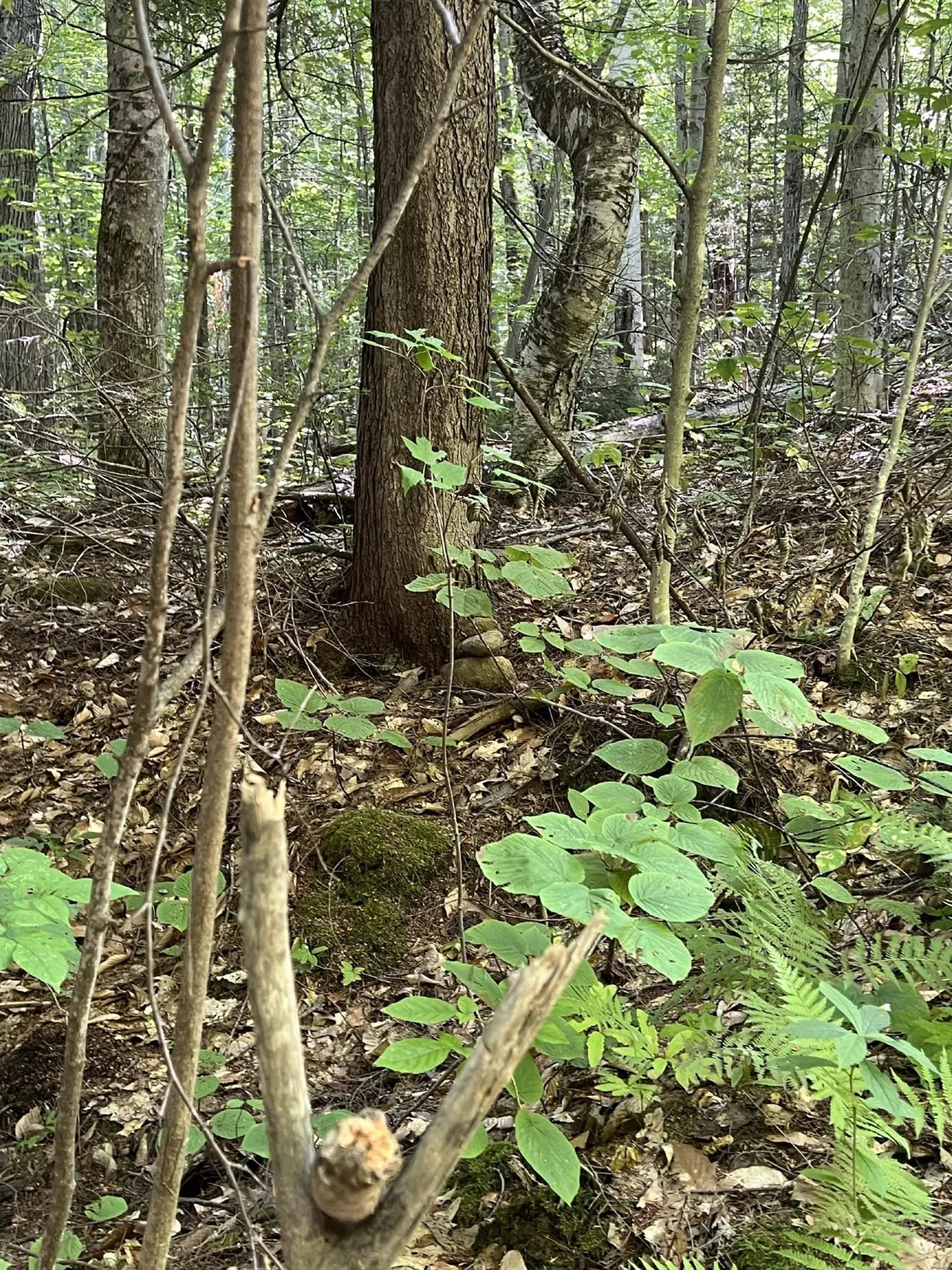 Pike Hill Road Plymouth NH 03264