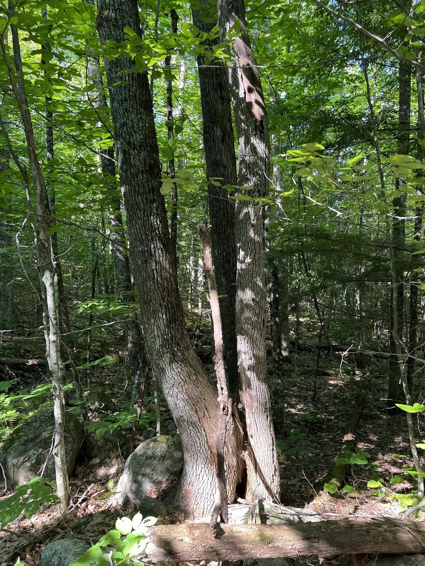 Pike Hill Road Plymouth NH 03264