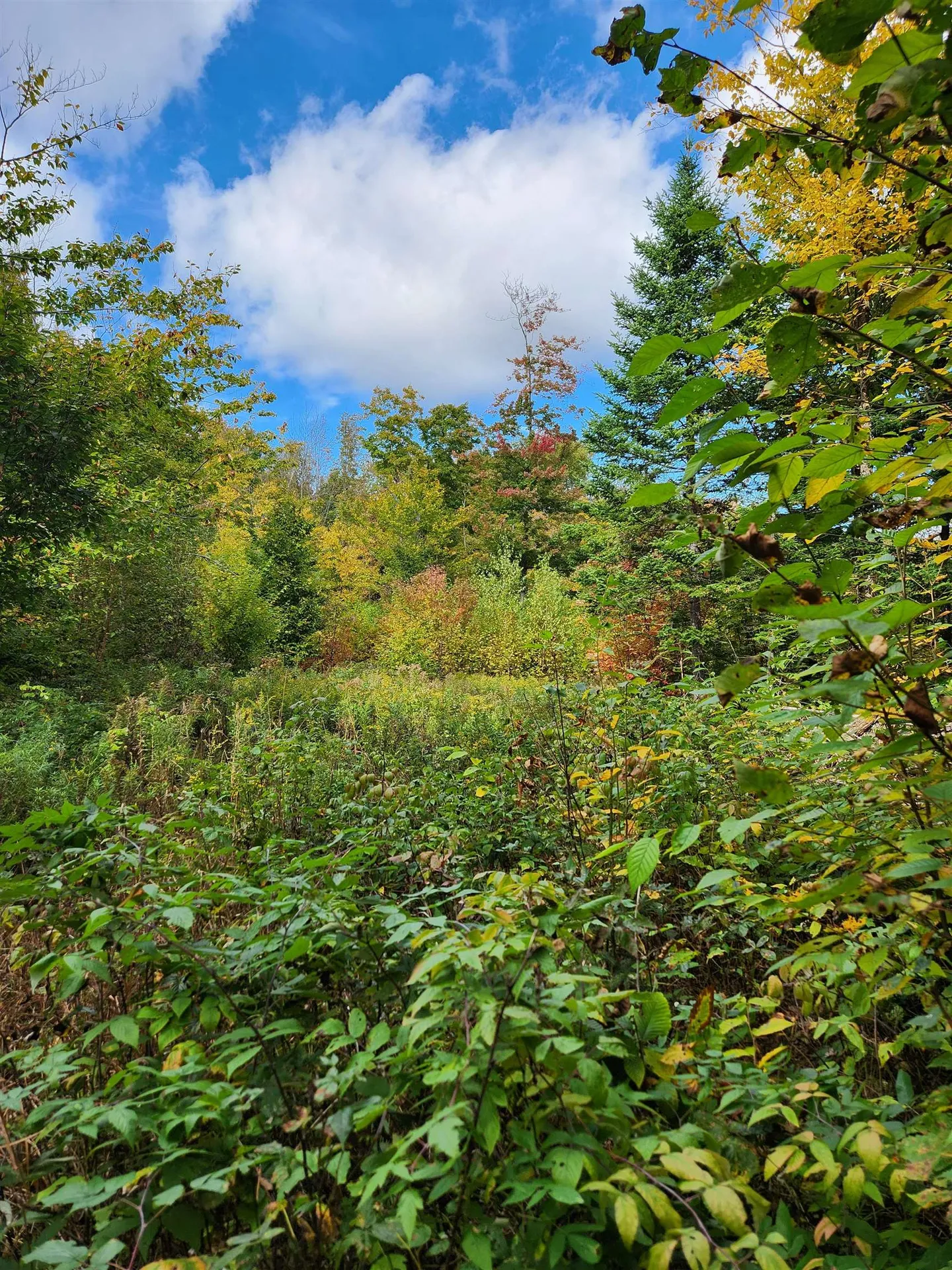 Off Groton North Road Groton NH 03241