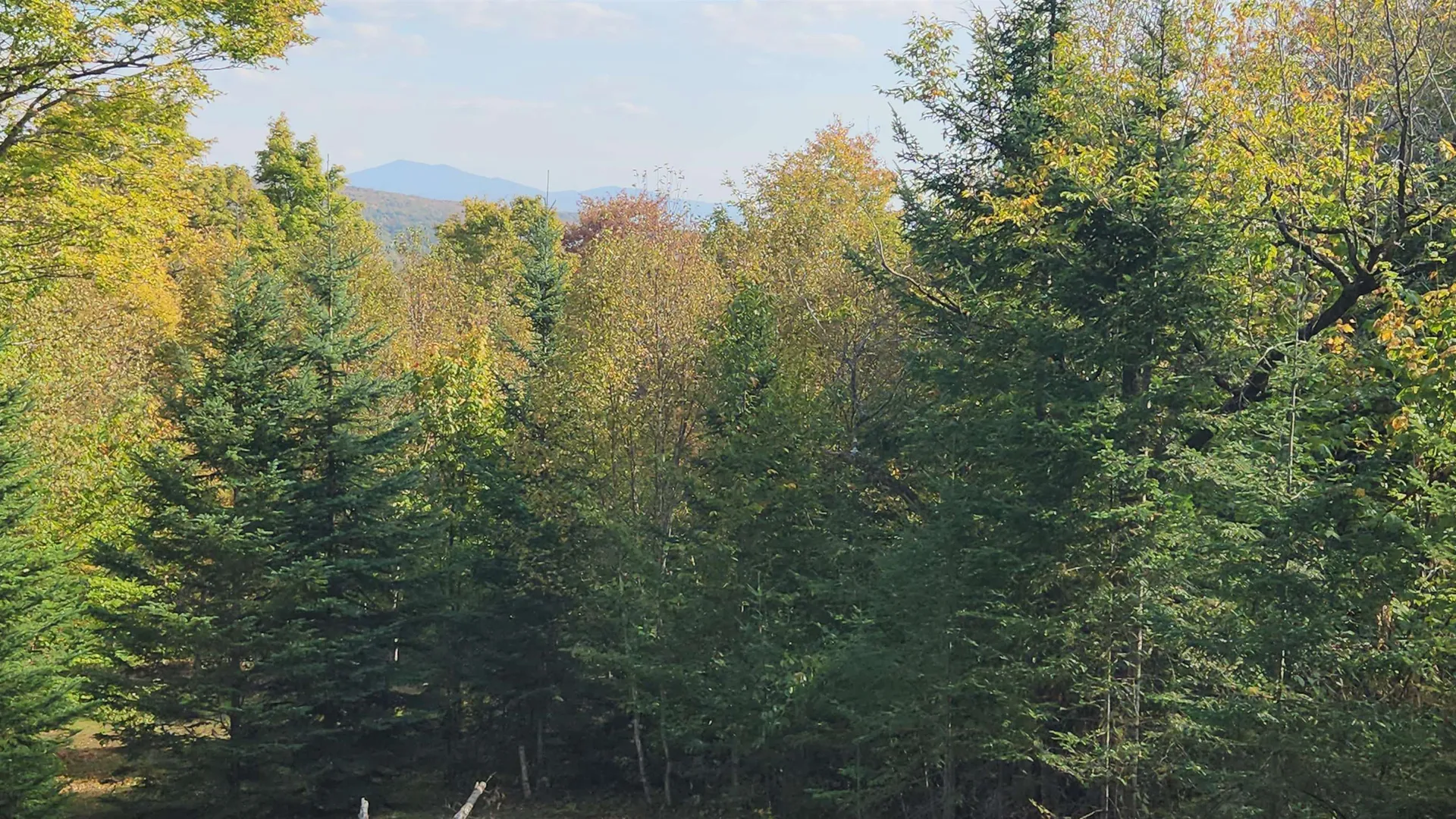 On Arcadia Lane Westmore VT 05860