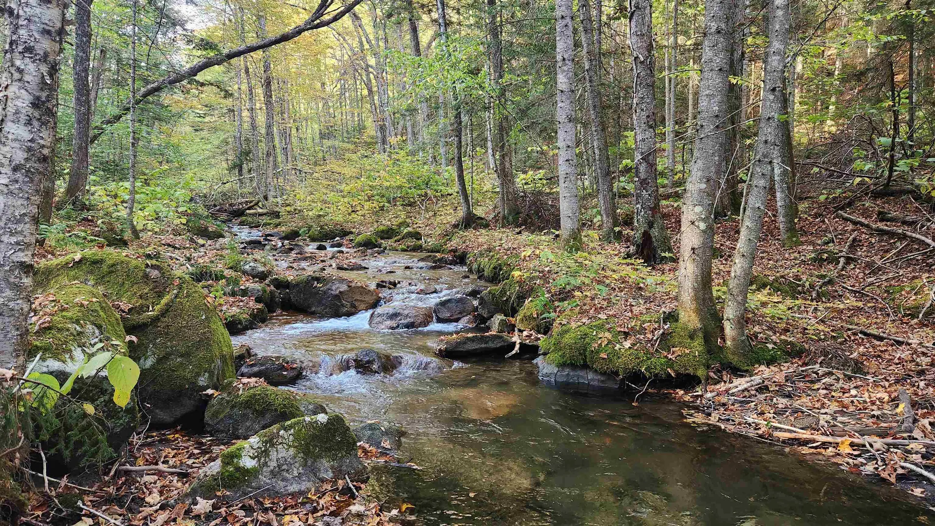 On Arcadia Lane Westmore VT 05860