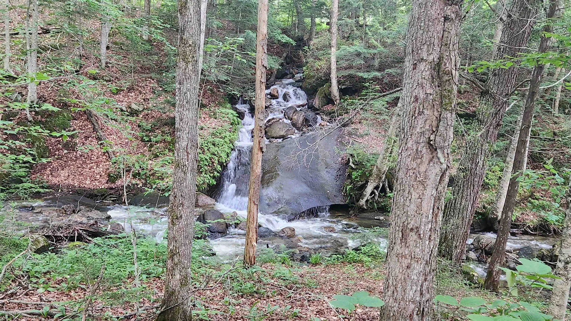 On Arcadia Lane Westmore VT 05860