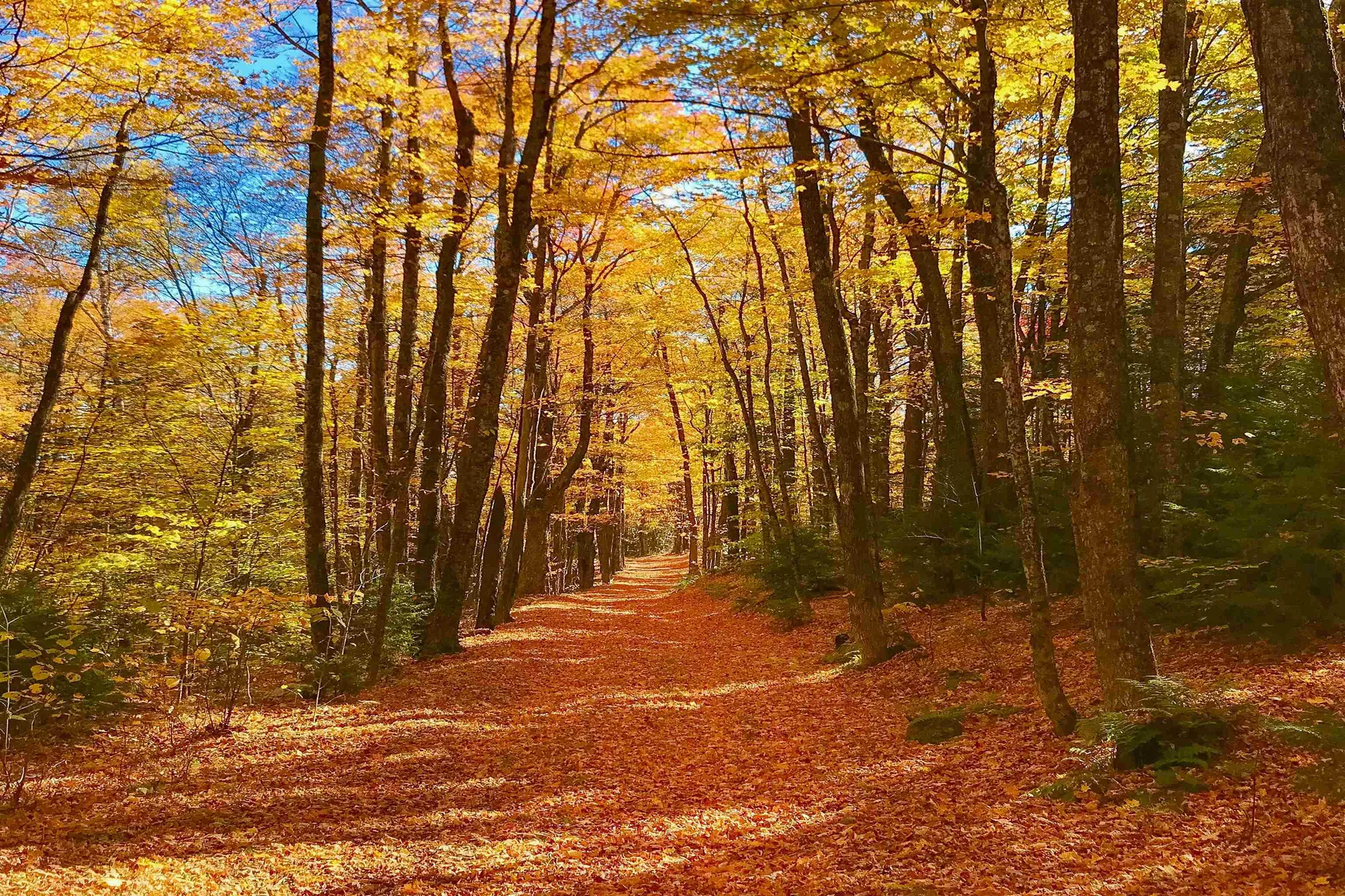 3800 Weston Andover Road Andover VT 05143