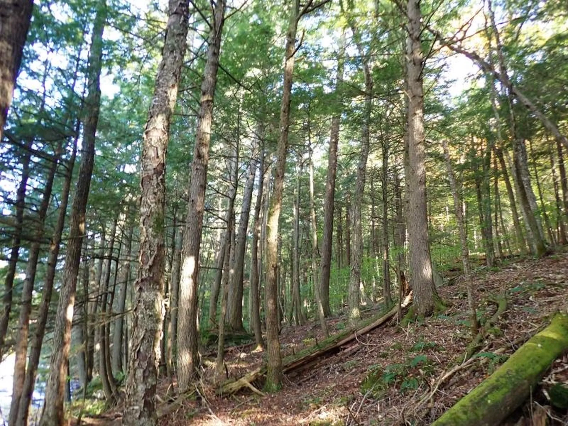 New Boston Road Thetford VT 05075