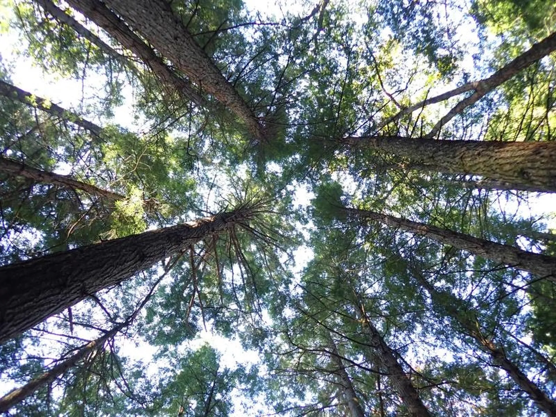 New Boston Road Thetford VT 05075