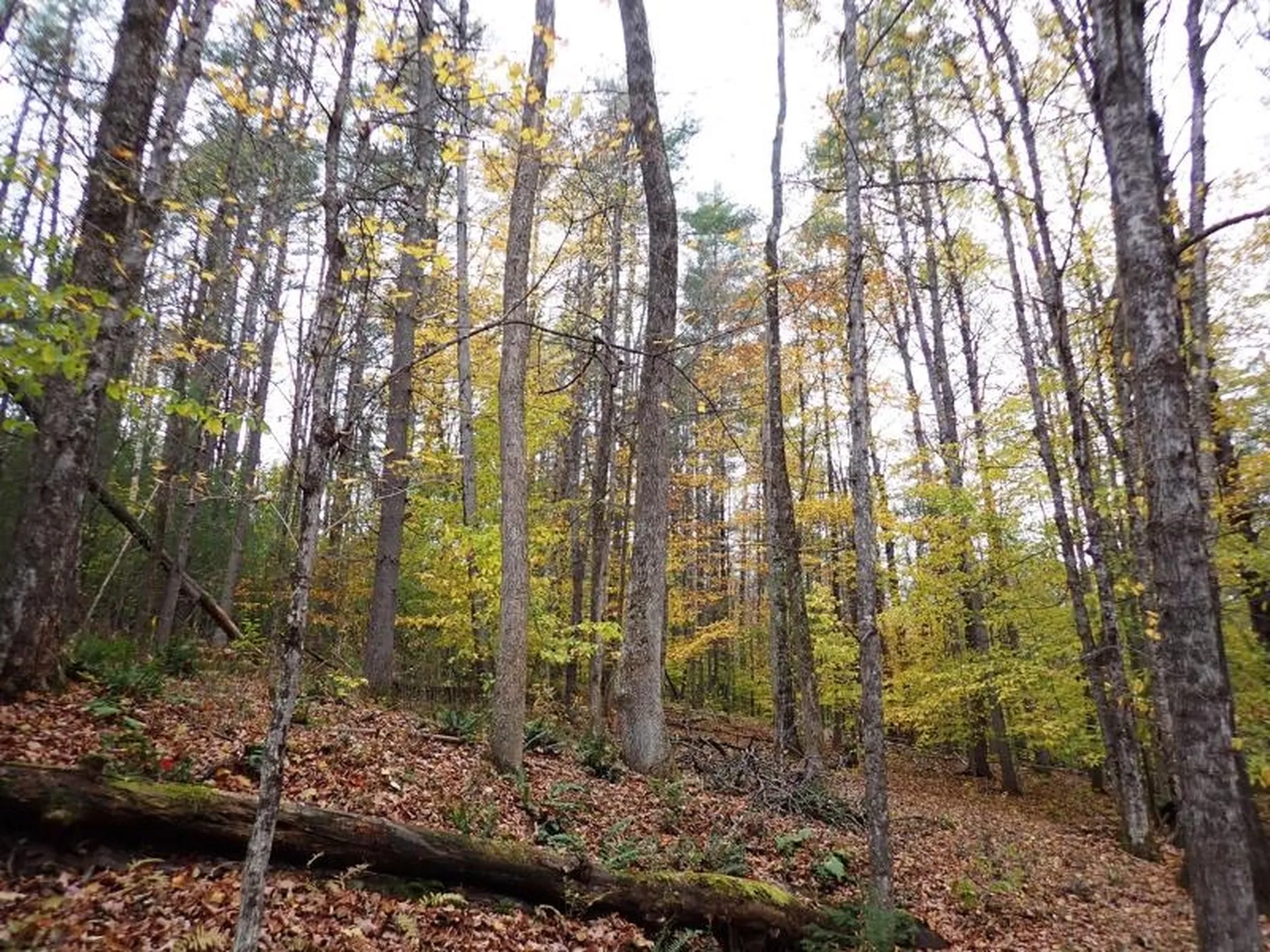 Mine Road Strafford VT 05070