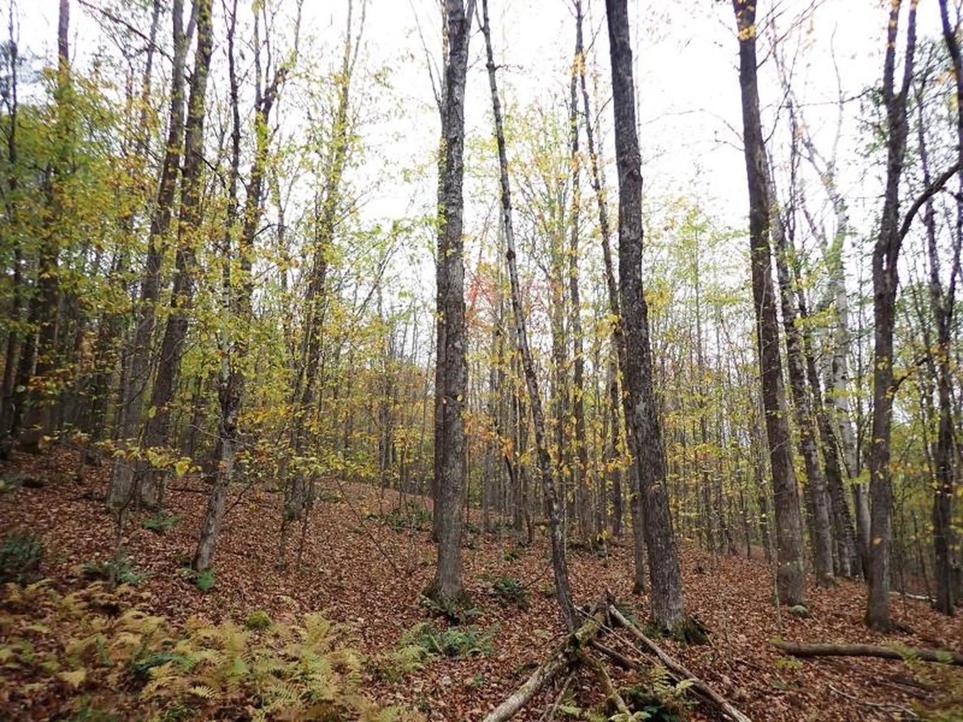 Mine Road Strafford VT 05070