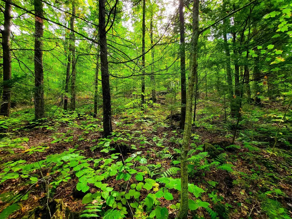 2555 Fuller Road Newbury VT 05051