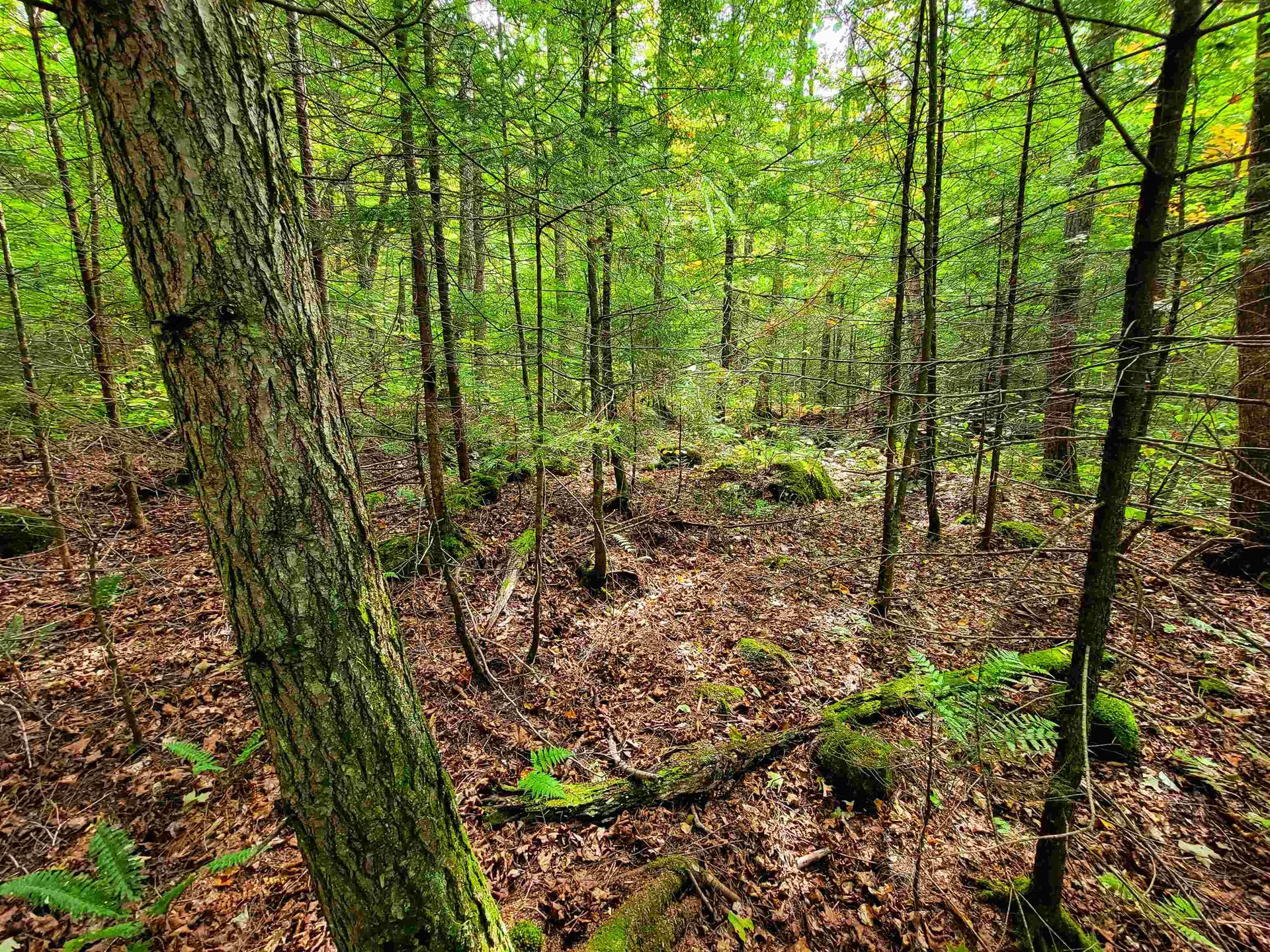 2555 Fuller Road Newbury VT 05051