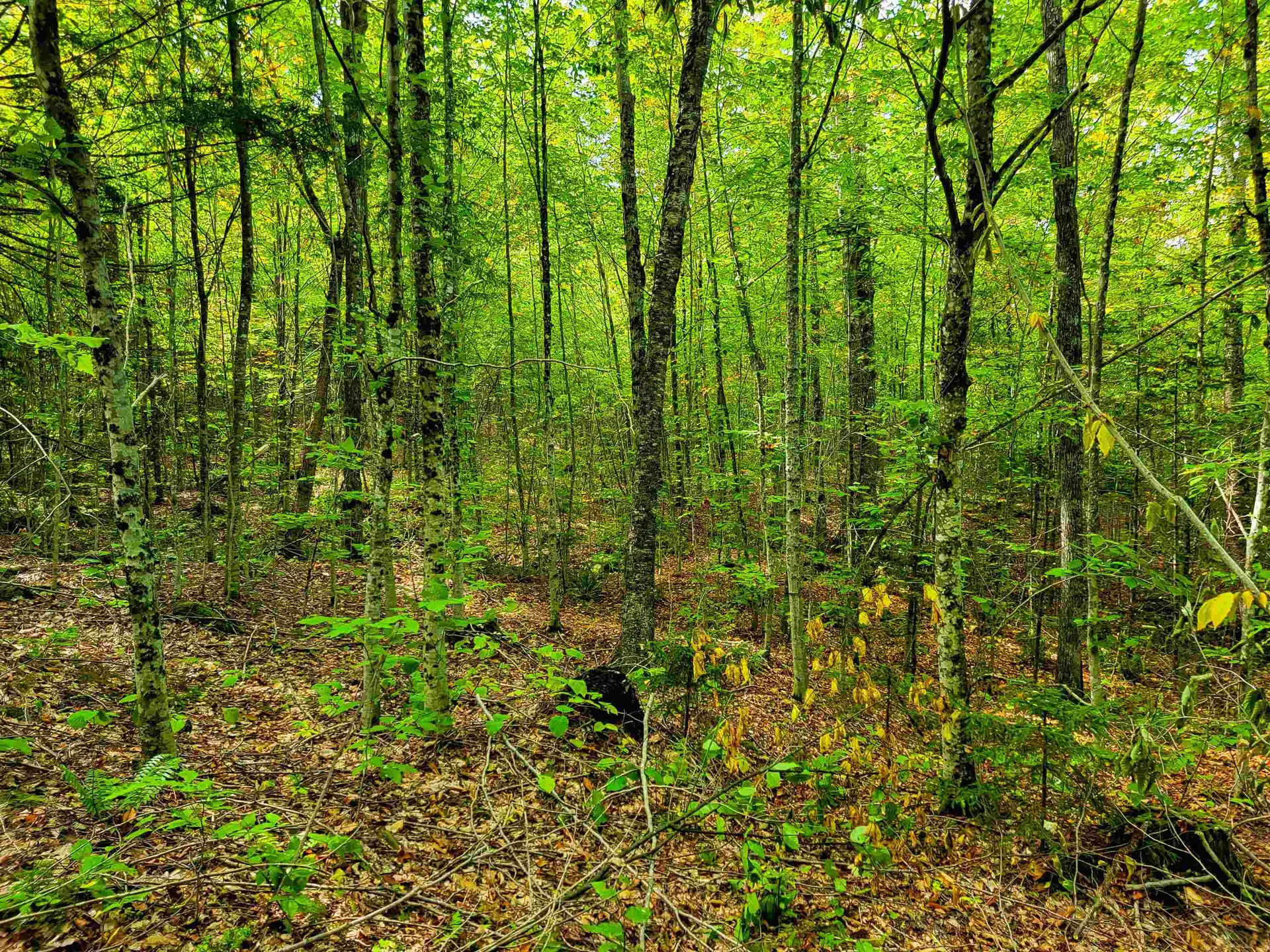 2555 Fuller Road Newbury VT 05051