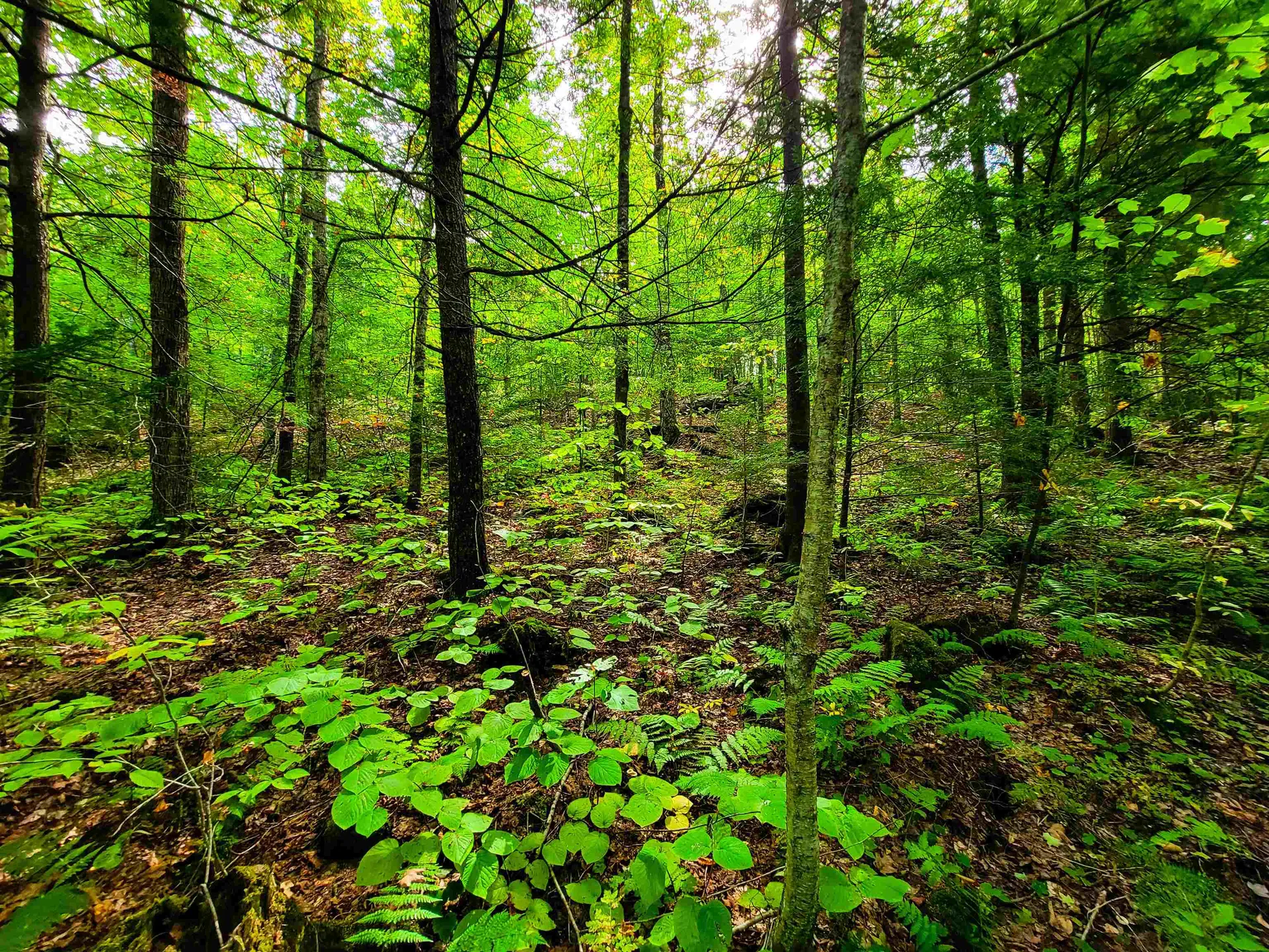 2555 Fuller Road Newbury VT 05051