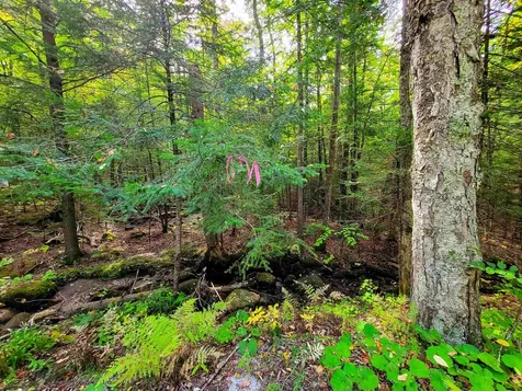 2555 Fuller Road Newbury VT 05051