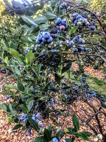 2557 Spaulding Road St. Johnsbury VT 05819