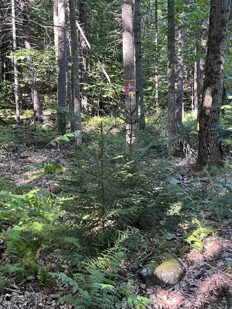 Faxon Hill Road Washington NH 03280