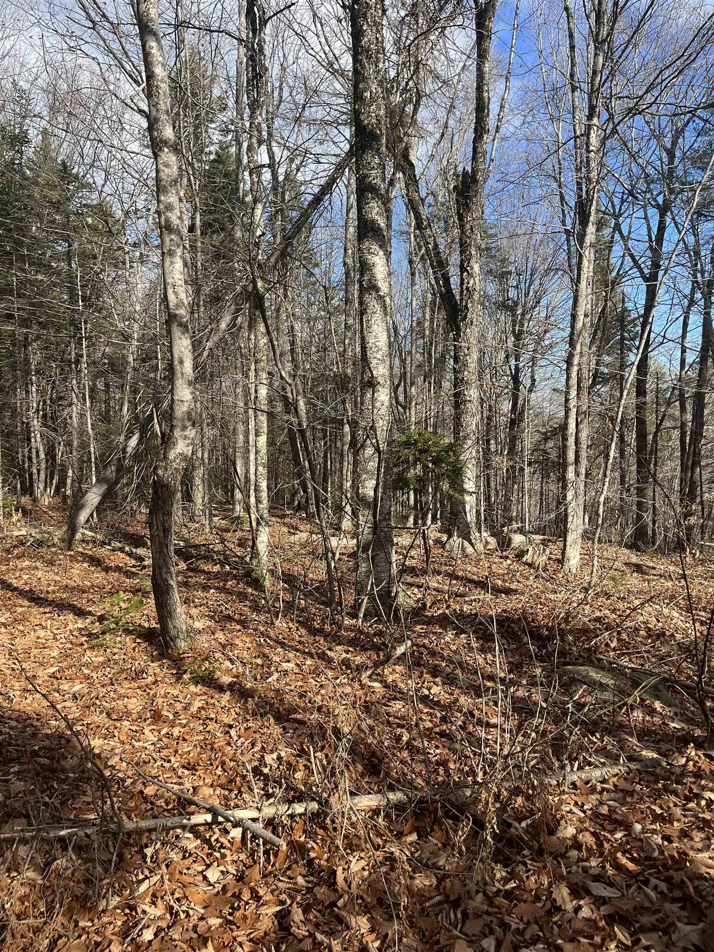 Faxon Hill Road Washington NH 03280