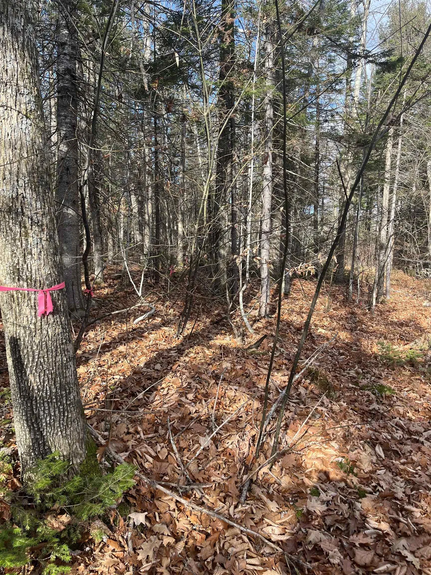 Faxon Hill Road Washington NH 03280