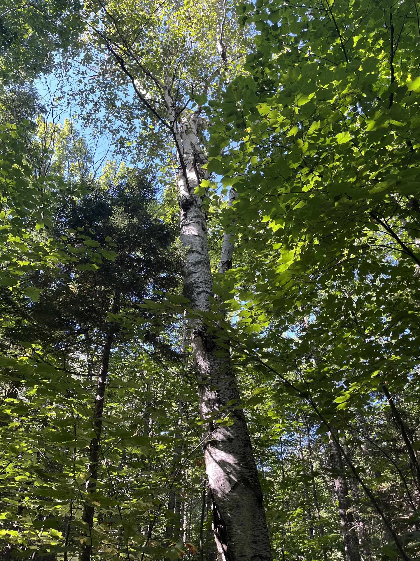 Faxon Hill Road Washington NH 03280