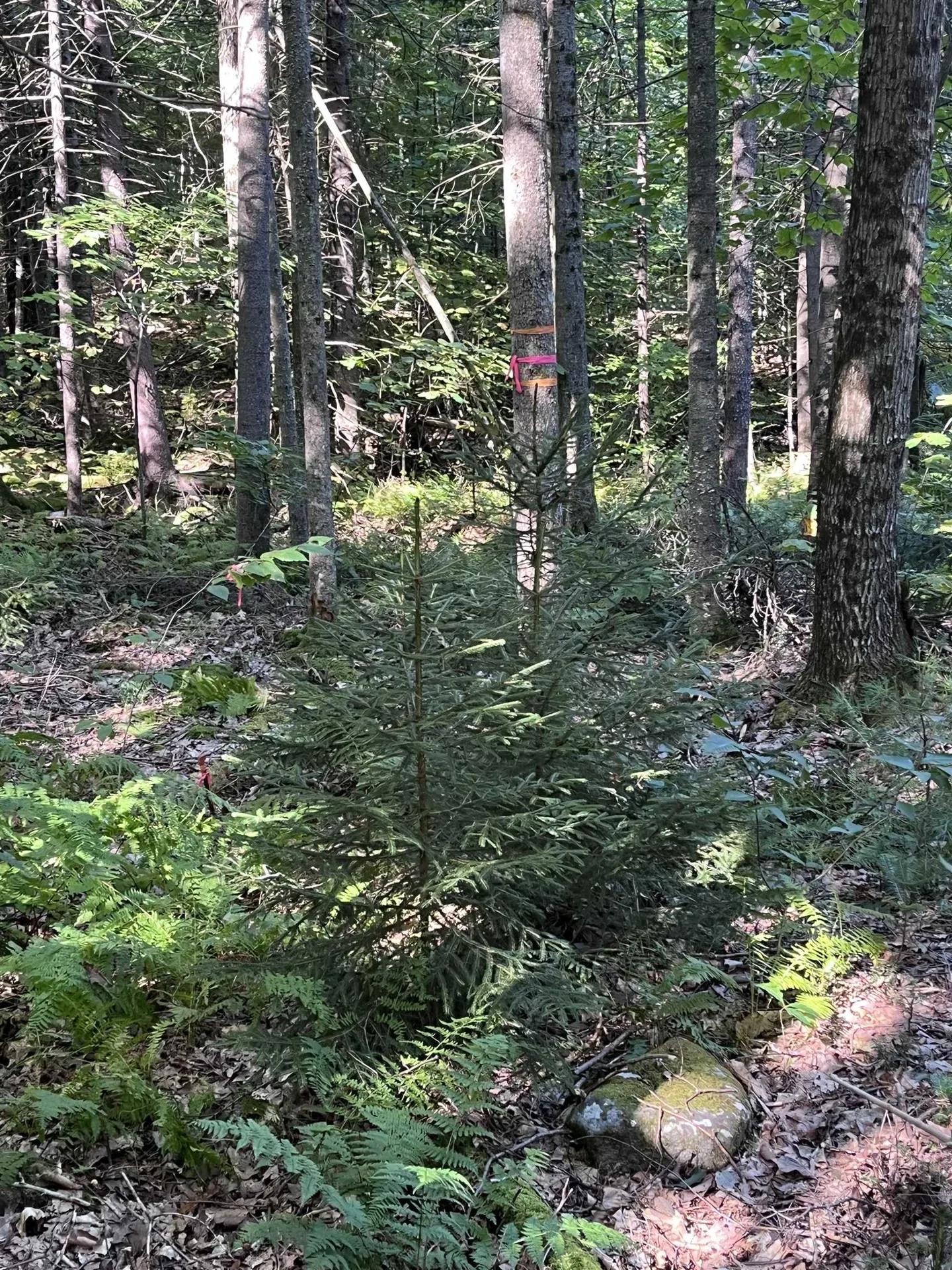 Faxon Hill Road Washington NH 03280