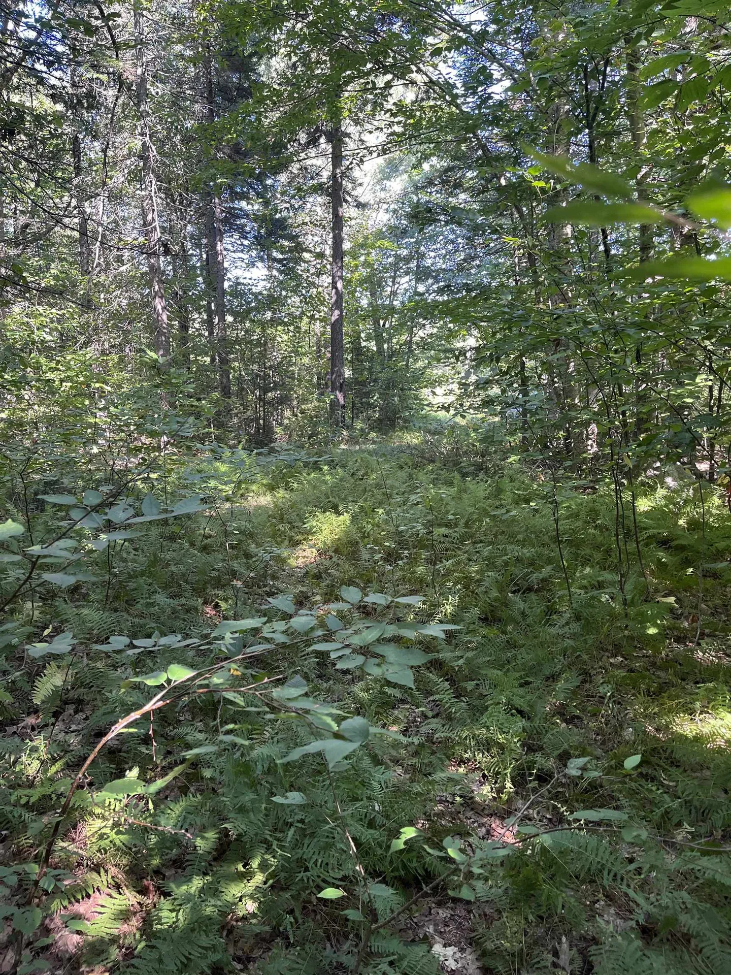 Faxon Hill Road Washington NH 03280