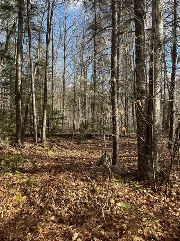 Faxon Hill Road Washington NH 03280