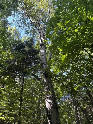 Faxon Hill Road Washington NH 03280