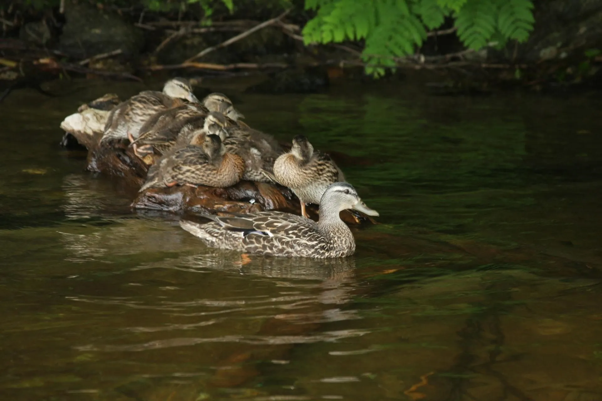 803 Covered Bridge Lane Grantham NH 03753