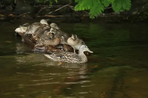 803 Covered Bridge Lane Grantham NH 03753
