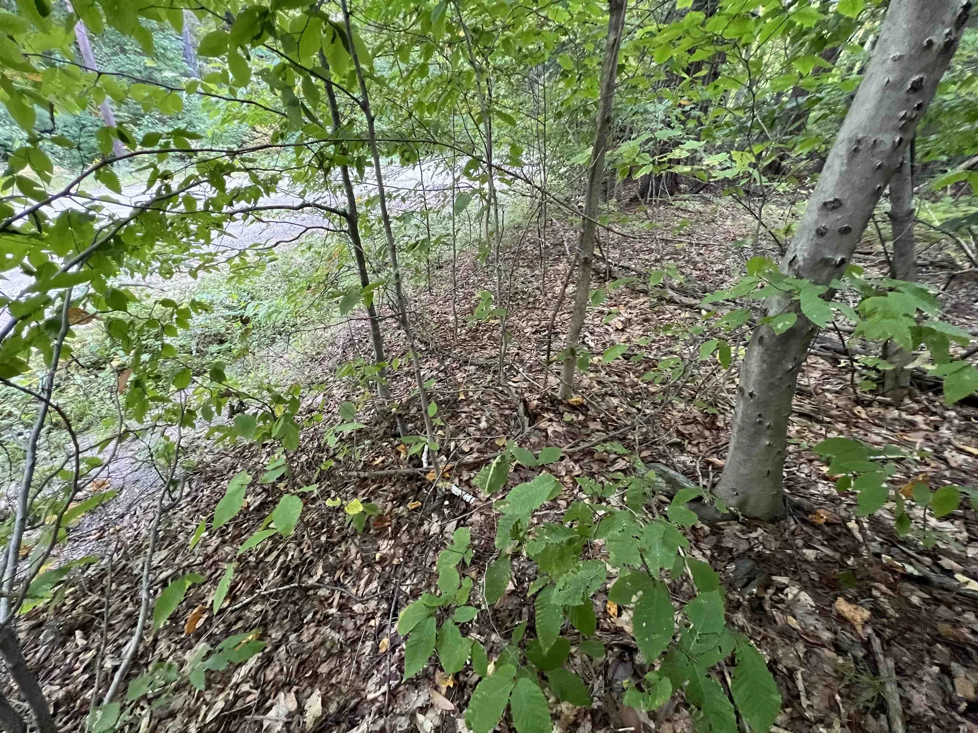 Oak Hill Road Wardsboro VT 05355