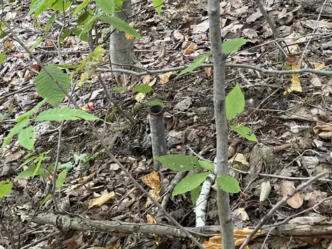 Oak Hill Road Wardsboro VT 05355