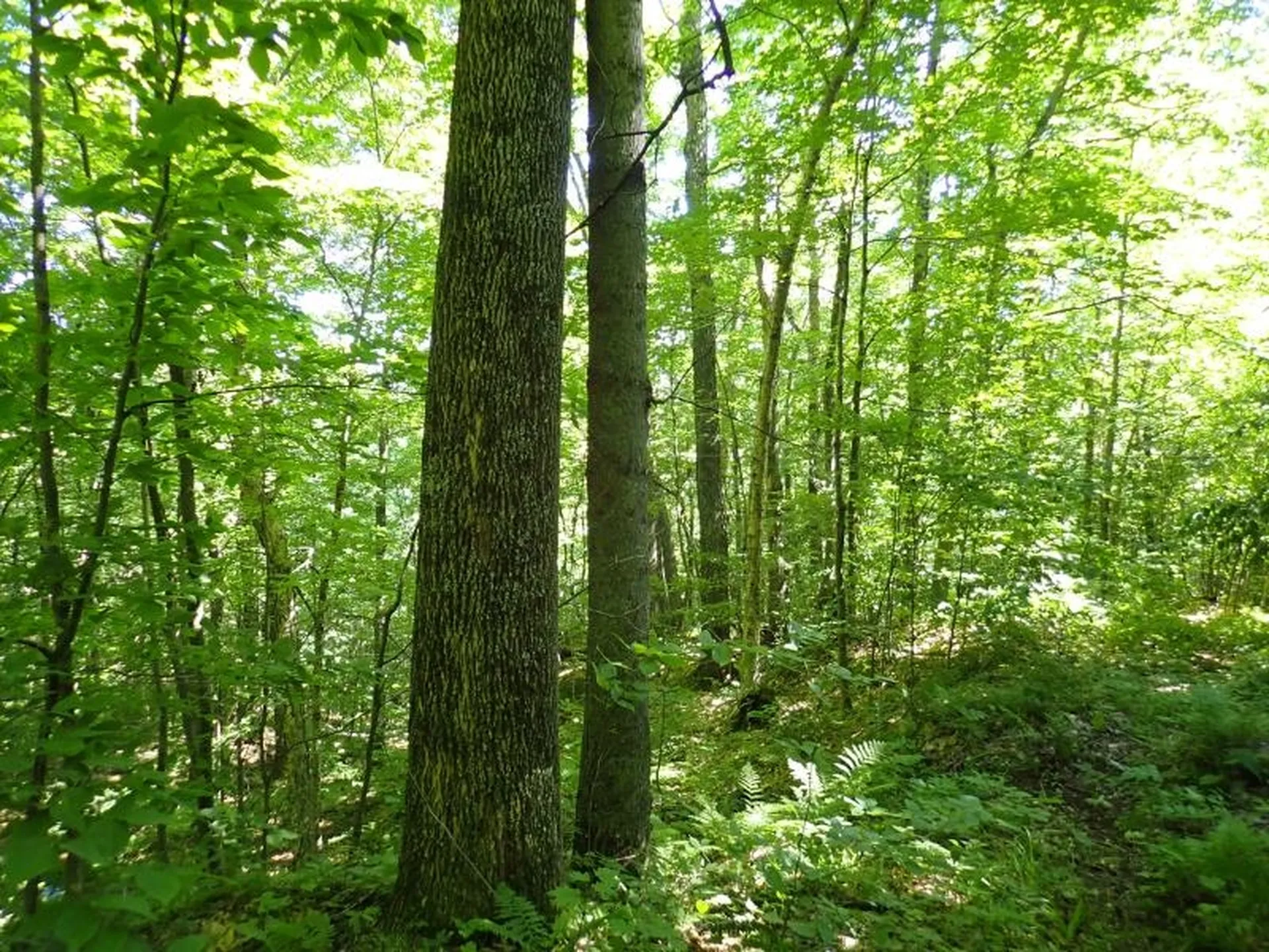 0 Green Mountain Road Bolton VT 05676