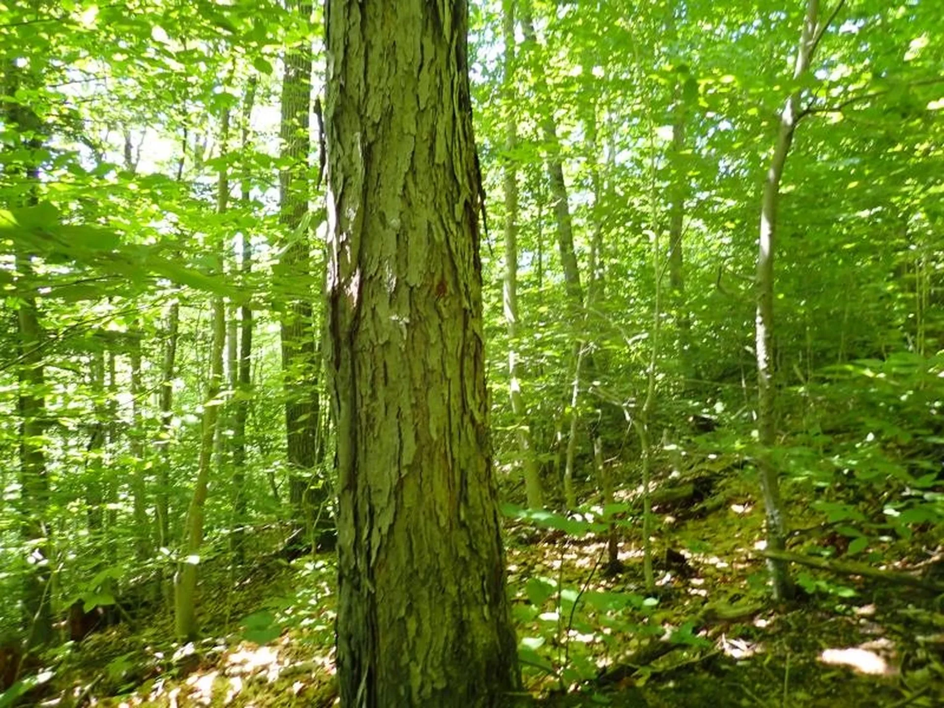 0 Green Mountain Road Bolton VT 05676