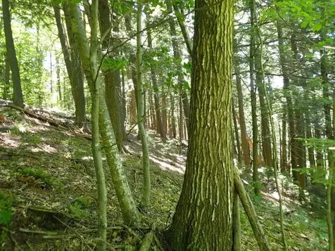 0 Green Mountain Road Bolton VT 05676