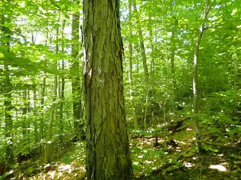 0 Green Mountain Road Bolton VT 05676