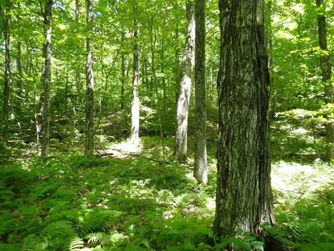 0 Green Mountain Road Bolton VT 05676