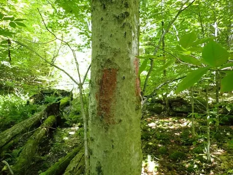 0 Green Mountain Road Bolton VT 05676