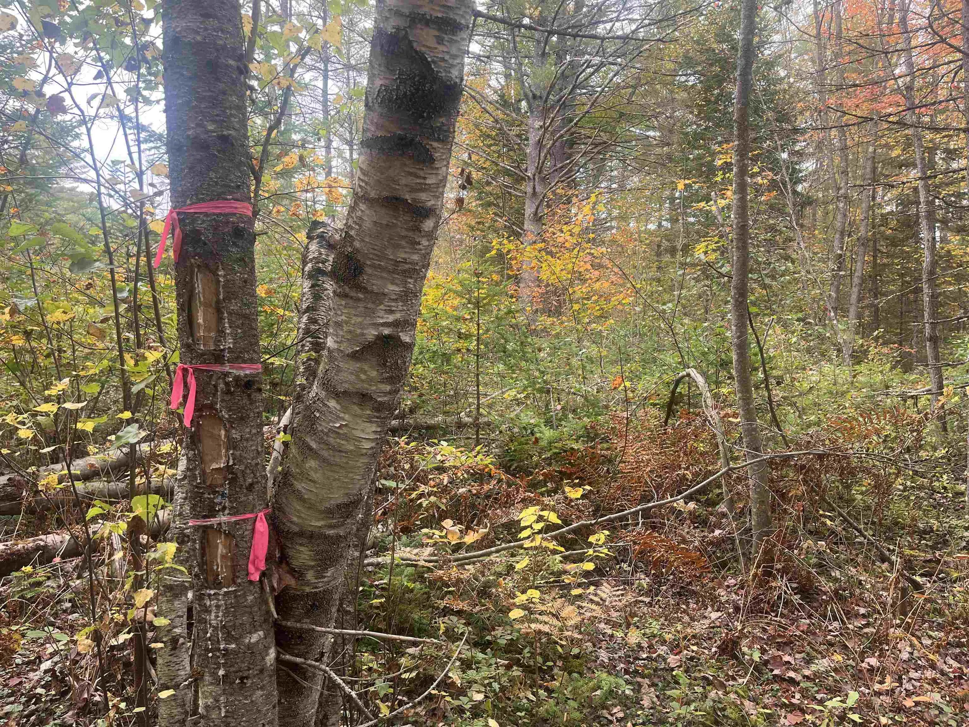 0 Harmon Notch Road Brownfield ME 04010