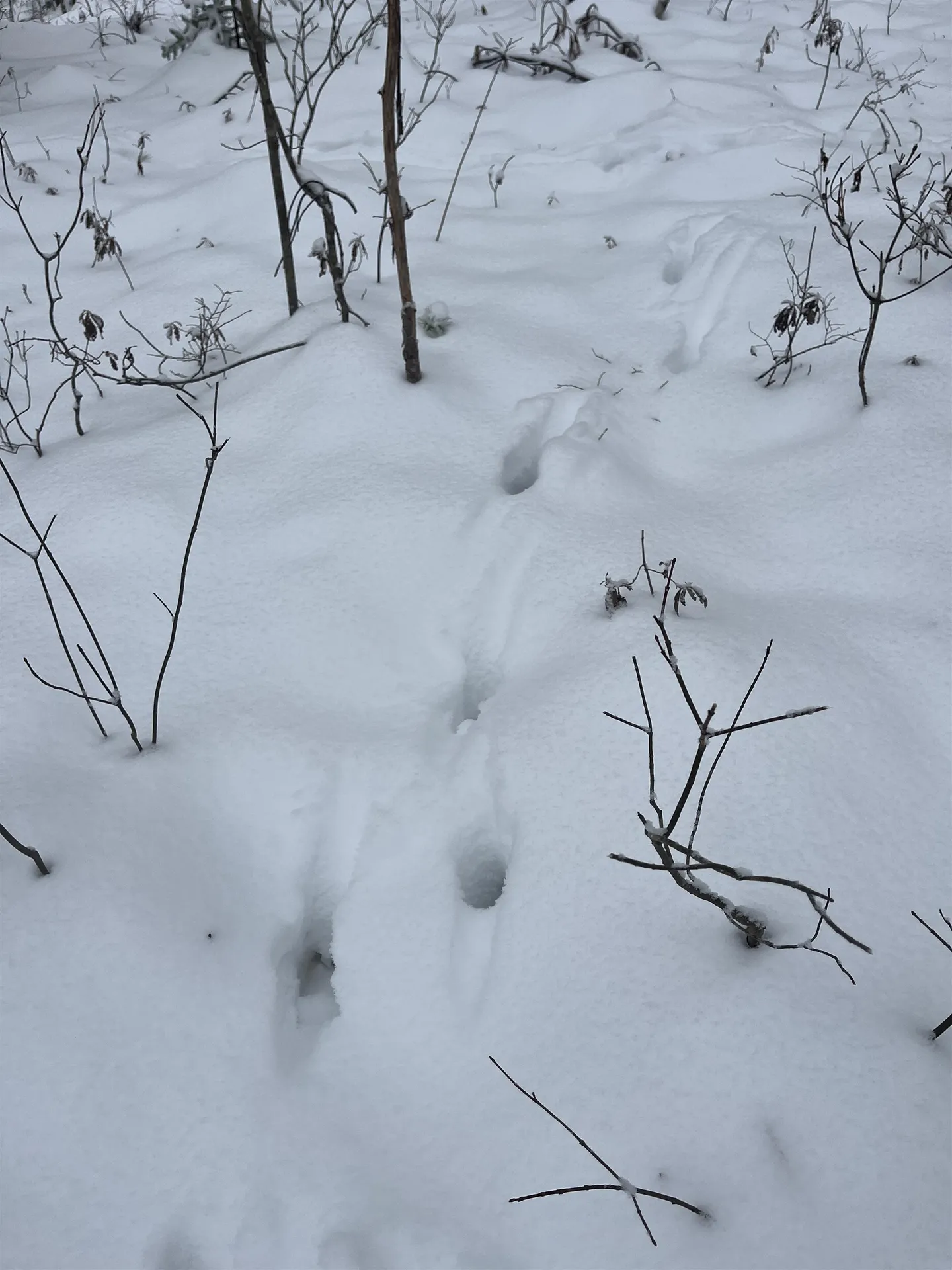 0 Harmon Notch Road Brownfield ME 04010