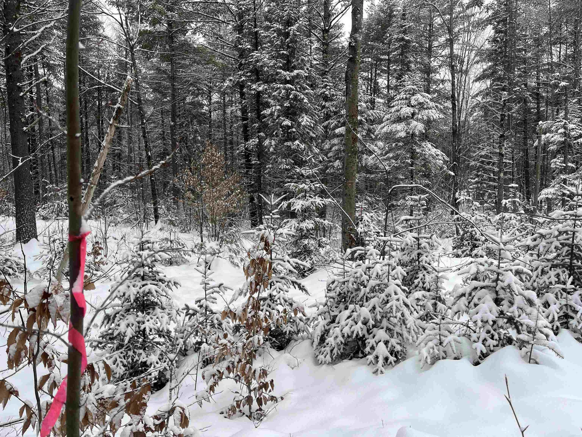 0 Harmon Notch Road Brownfield ME 04010