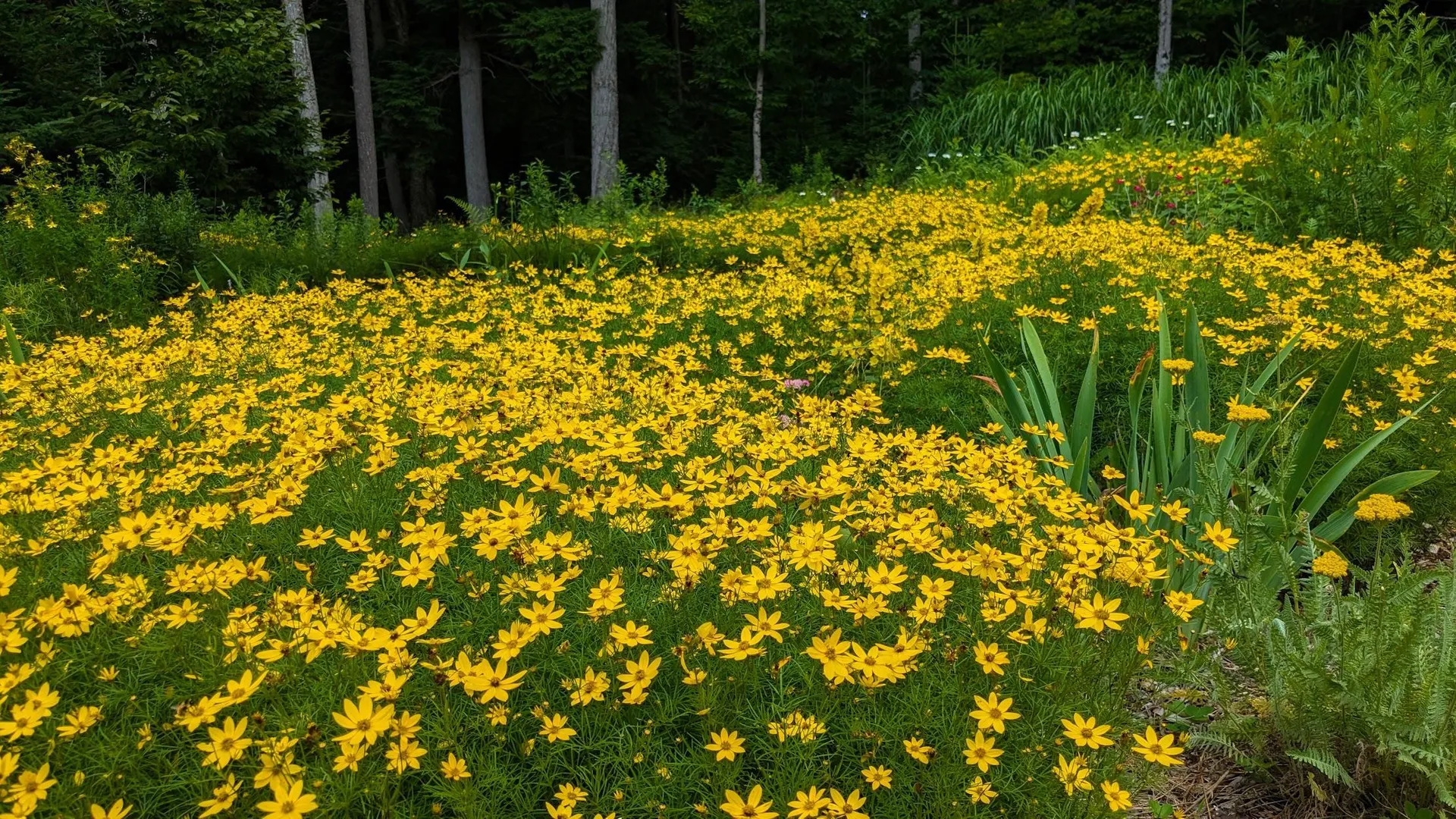 23 Wildwood Drive Grantham NH 03753