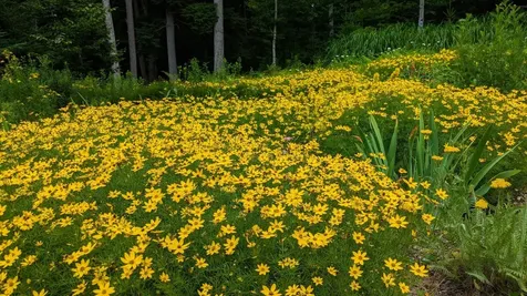 23 Wildwood Drive Grantham NH 03753