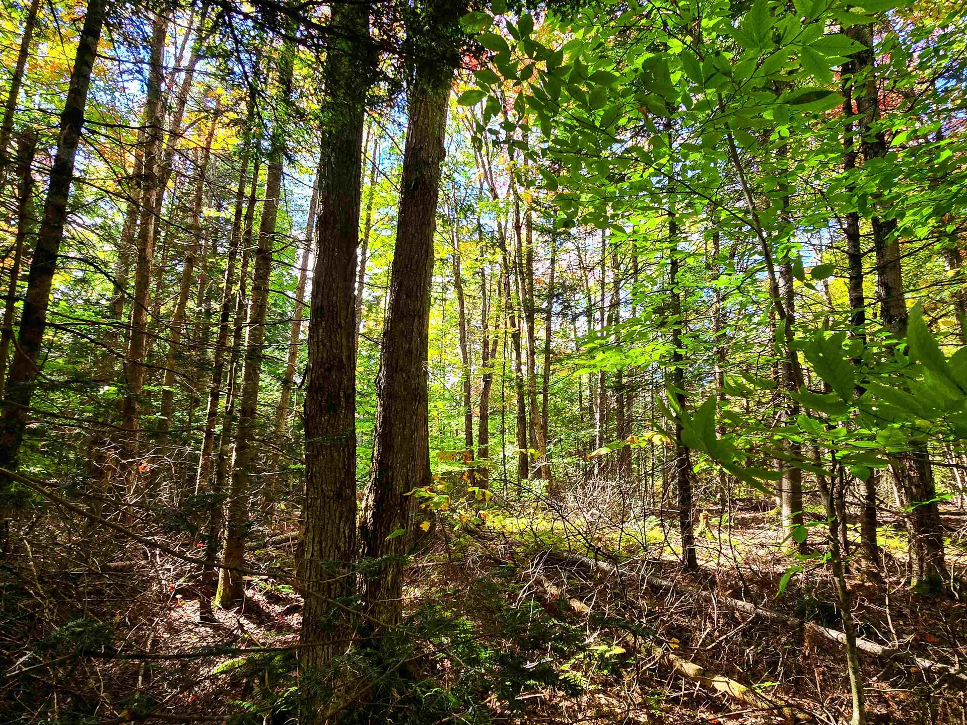 425 Symonds Mill Road Elmore VT 05680