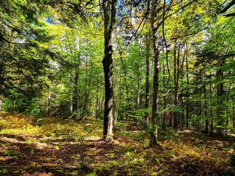 425 Symonds Mill Road Elmore VT 05680