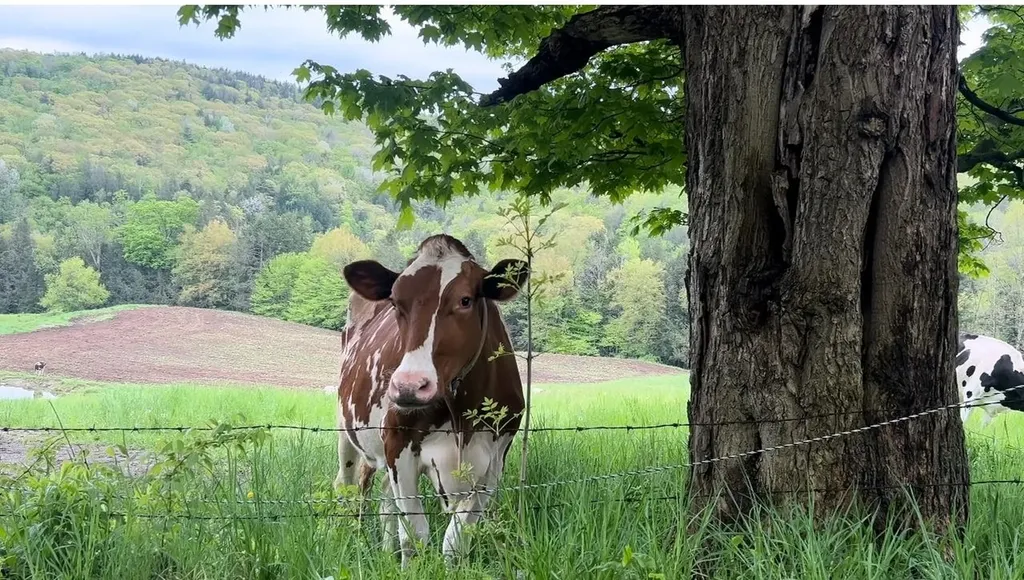 18 Levi Howard Road Brattleboro VT 05301