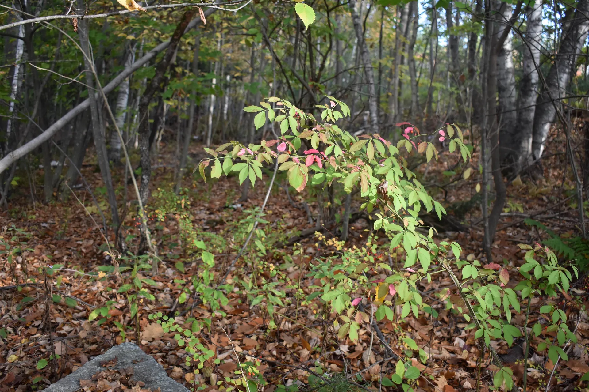 00 Pillsbury Street Enfield NH 03748