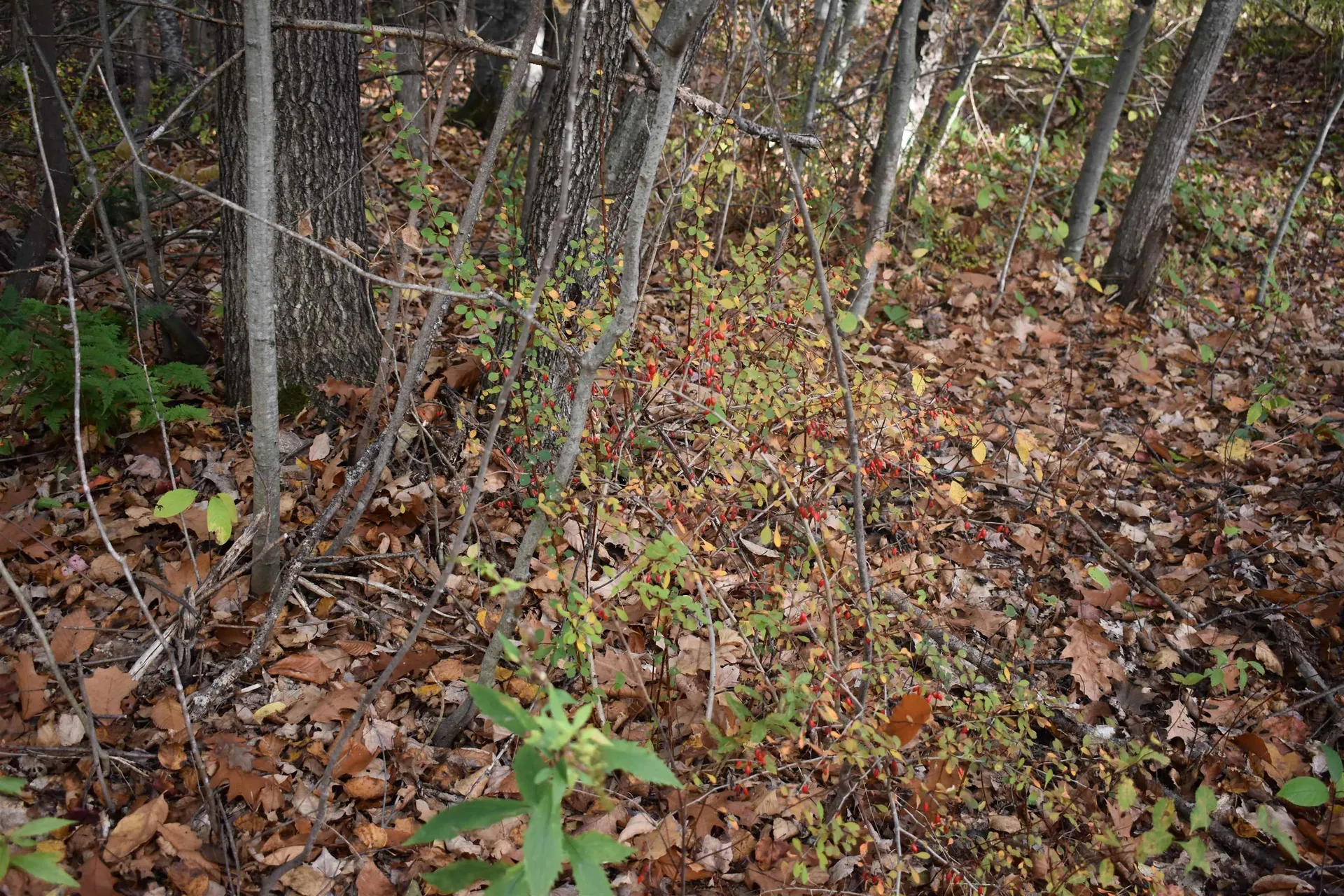 00 Pillsbury Street Enfield NH 03748